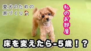 愛犬専用の部屋を作ったらまさかの行動…!床材の大切さを実感…!【トイプードルのコロン】