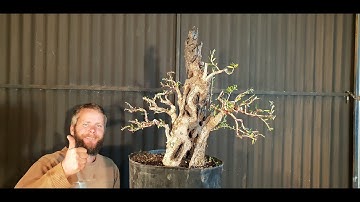 Bonsai,  setting structure on big old olive, Aussie Bonsai Bloke