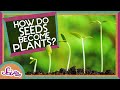 How Does A Seed Become A Plant?