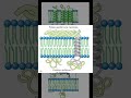 Tres tipos de proteínas de membrana #cienciasobredosruedas #biologia #bioquimica #quimica #ciencia