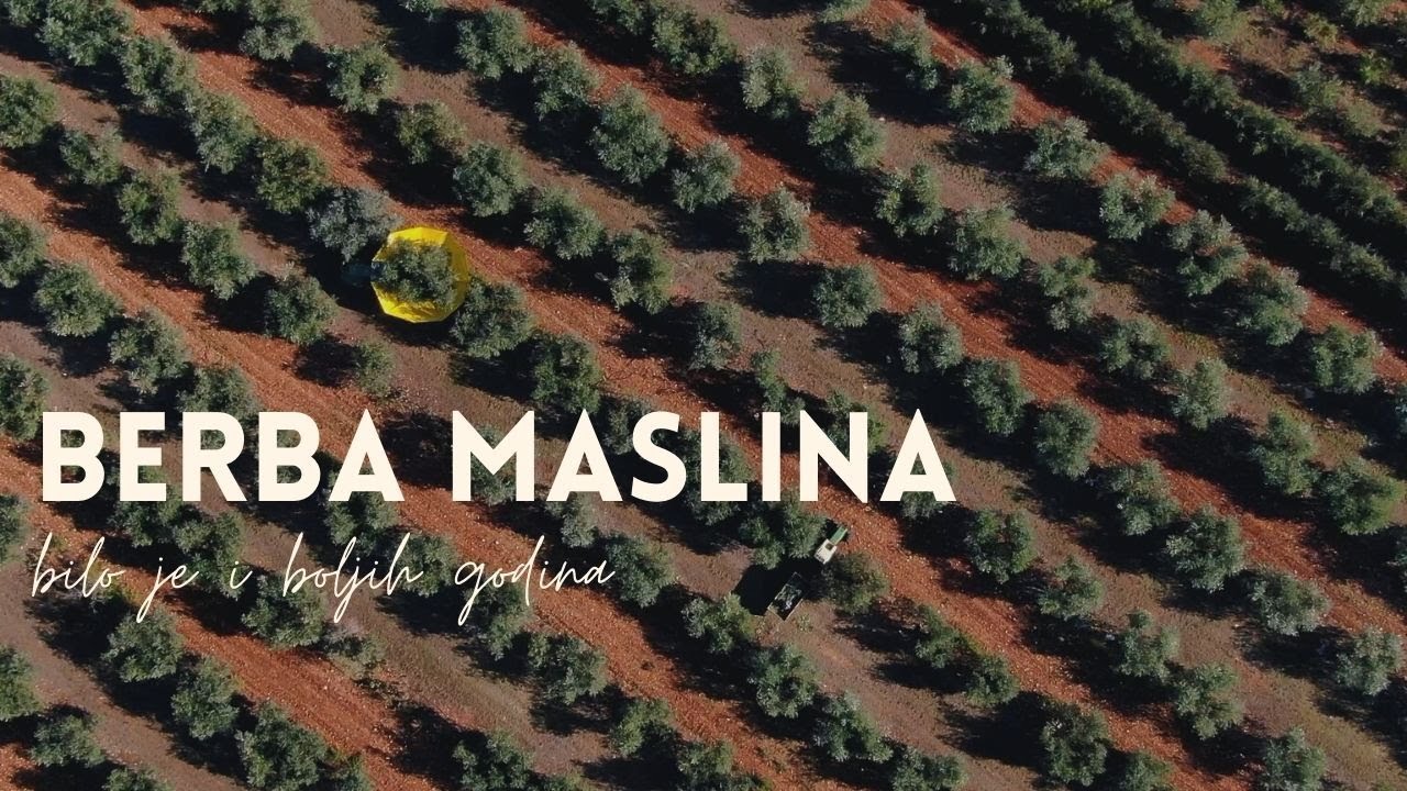 BOJE ZEMLJE Berba maslina