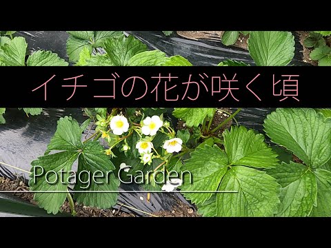 イチゴの花の咲く頃 よつぼし けんたろう イチゴ栽培 ポタジェガーデン 22 6 15 Youtube