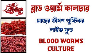 How to culture blood worms without starter | Live blood worms for fish | Blood worms