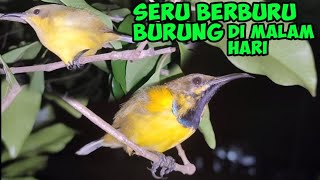 Ternyata Disini Tempat Burung ini?!  Berburu Burung Sogon Otong  Di Malam Hari