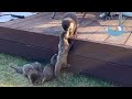Mam Otter Tries to Rescue Her Babies that Fell Down, But...