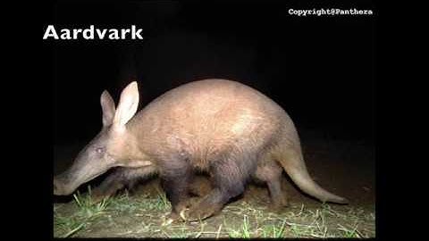 Wildlife Monitoring with Camera Traps