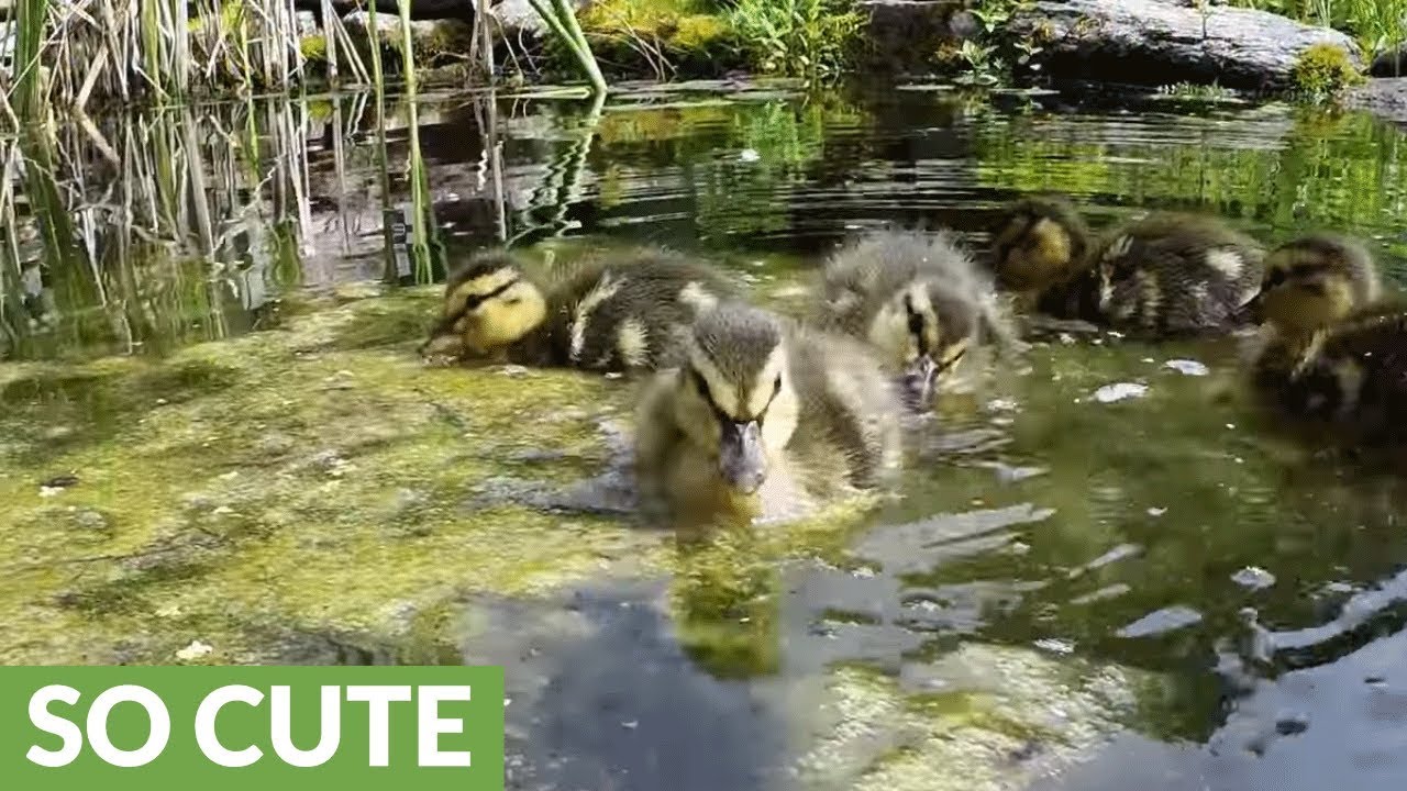 Rescued ducklings overjoyed to play and feast in pond - YouTube