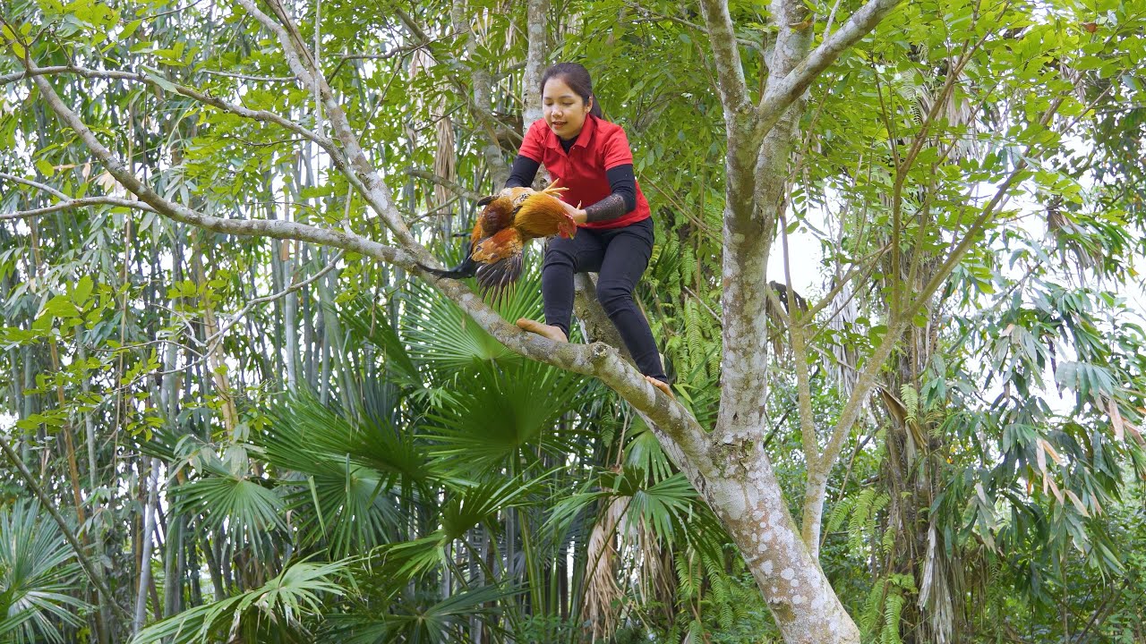 Harvesting Chickens dumplings Goes to Market Sell - Grilled chicken alone and eat whole | Daily Life