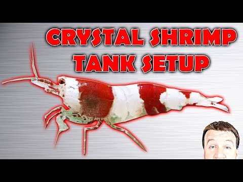 COME Setup al cristallo rosso e nero gamberetti serbatoio e Caridinia