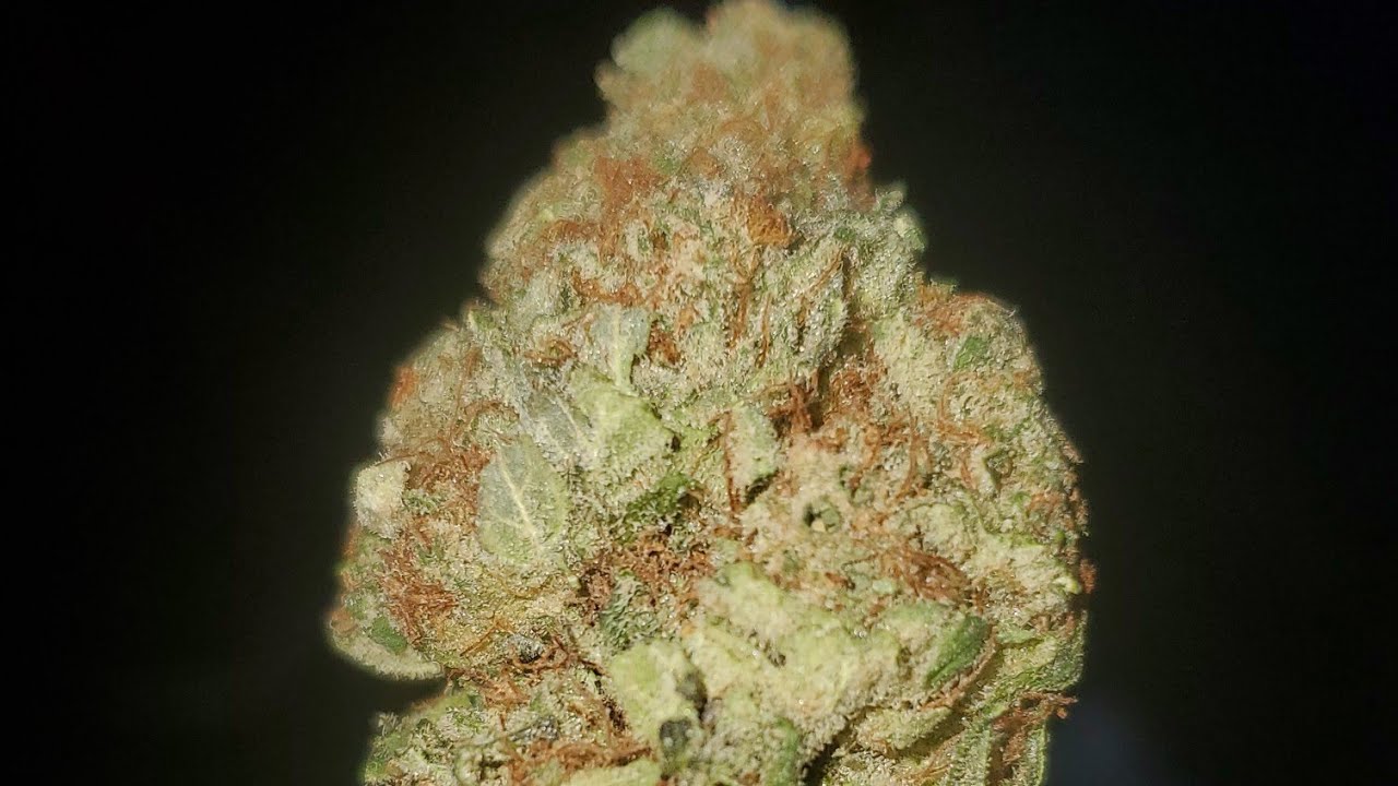 GLOOKIES DISPENSARY GRADE STRAIN WAKE AND BAKE STYLE YouTube