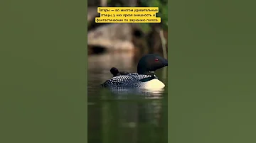 Гагары — во многом удивительные птицы.