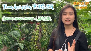 Tanam kopi sistem PAGAR harus pakai sistem LANCUR