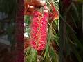 Beautiful bottlebrush flowers #bottlebrush #flowers #gardening #shortfeed