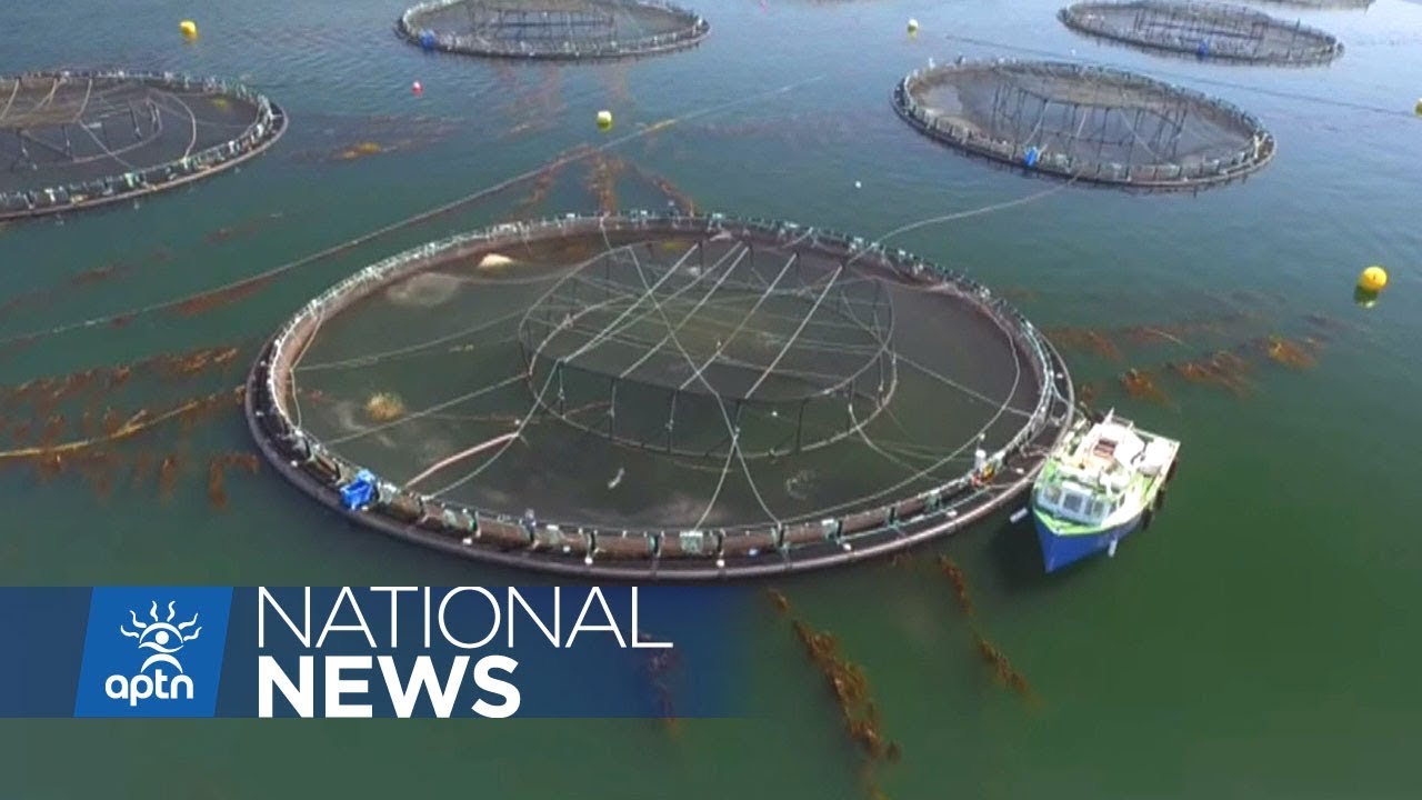 Taking a stand against BC fish farms | APTN News