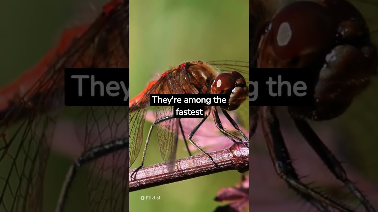 Dragonflies Facts You Need to Know | Yagami Facts 