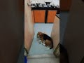 Hungry beagle, waiting for food in kitchen 🍗🧆🐕🐶