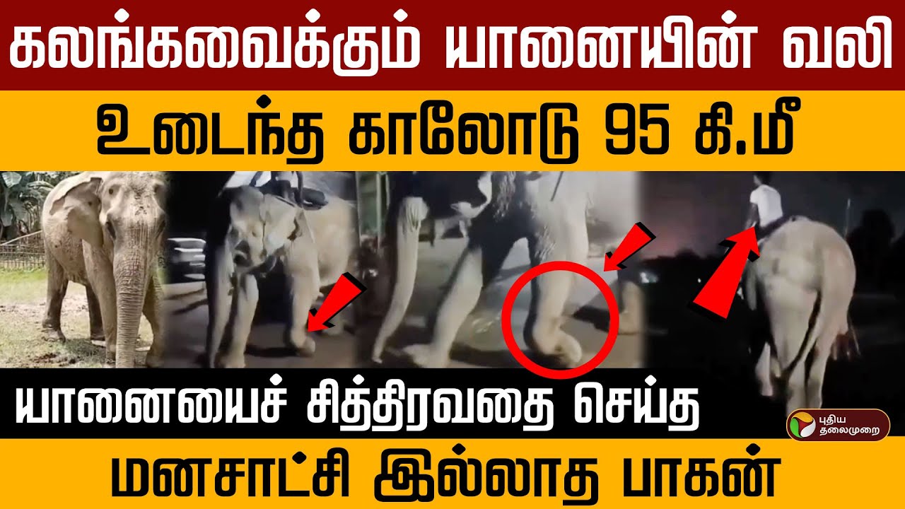 சித்திரவதை செய்த மனசாட்சி இல்லாத பாகன்‼️உடைந்த காலோடு 95 km நடந்த யானை ...