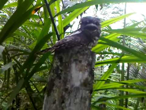 Burung Aneh 11 Youtube