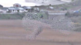 Starling Murmuration at Marazion Cornwall 2015