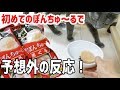 猫4匹に初めてぽんちゅーるをあげてみたら予想外の反応だった