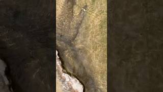 Змея в горной реке плывет не медленнее форели !) #fishing #рыбалка