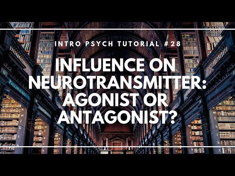 Influence on Neurotransmitter: Agonist or Antagonist? (Intro Psych Tutorial #28)