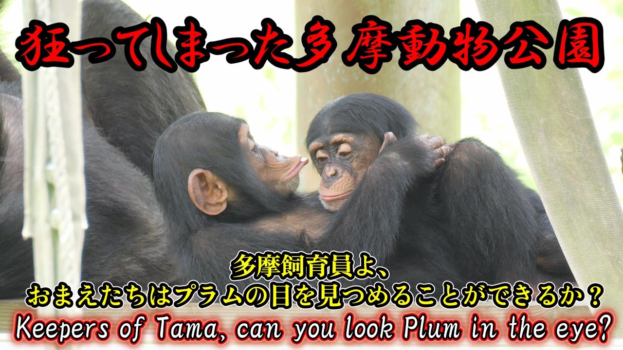 ヤマネとチンパンジー Sometimes they get worked up, but these chimpanzees are