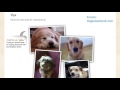 Book Review: Dog Sense by John Bradshaw Book Review: Dog Sense by John Bradshaw