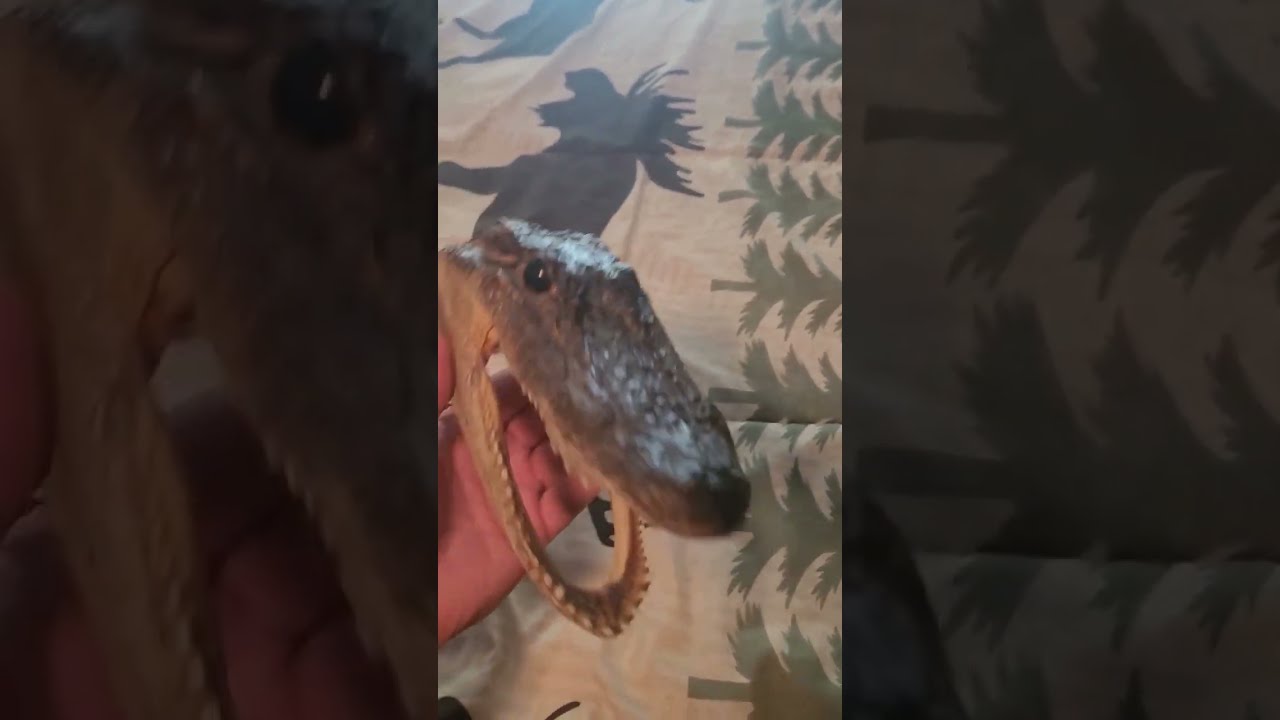 Alligator Head Mount