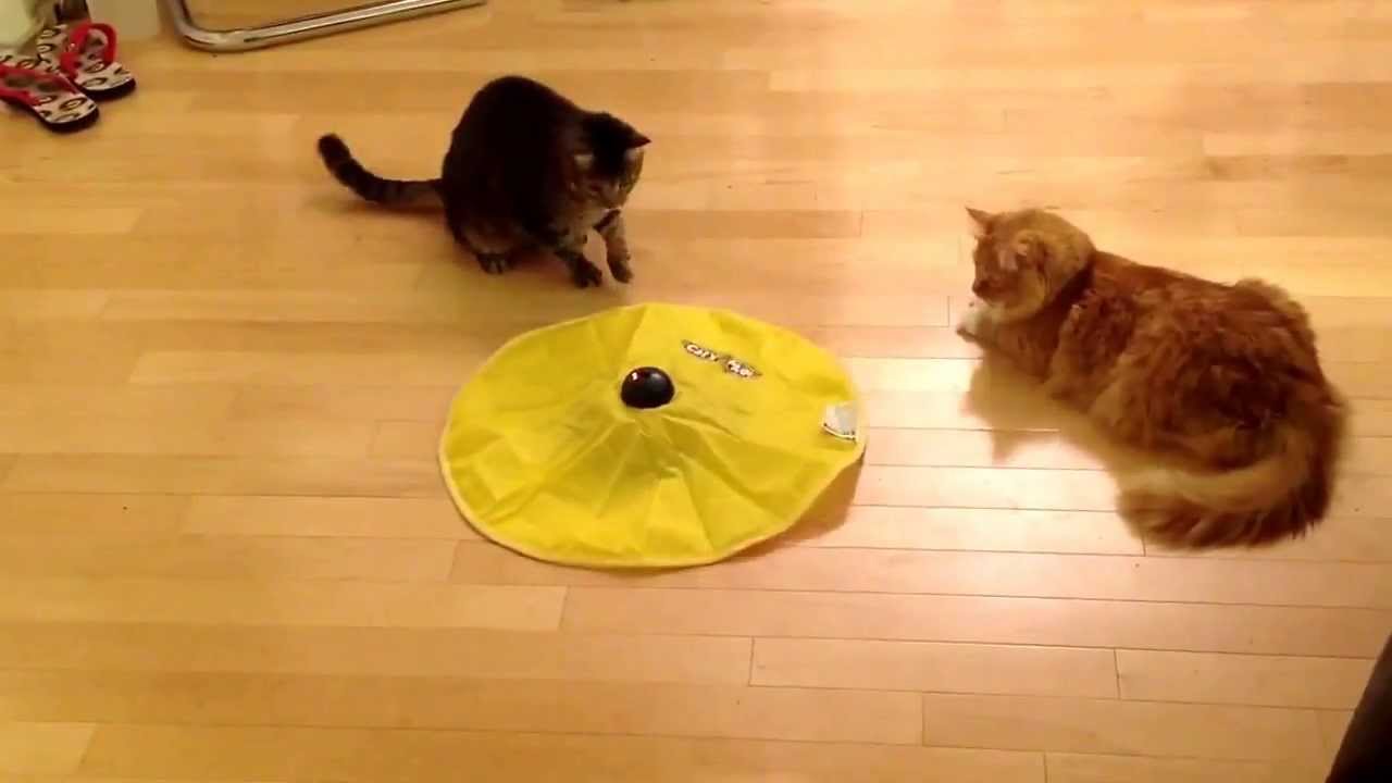 Roary Playing with Cats Meow Toy YouTube