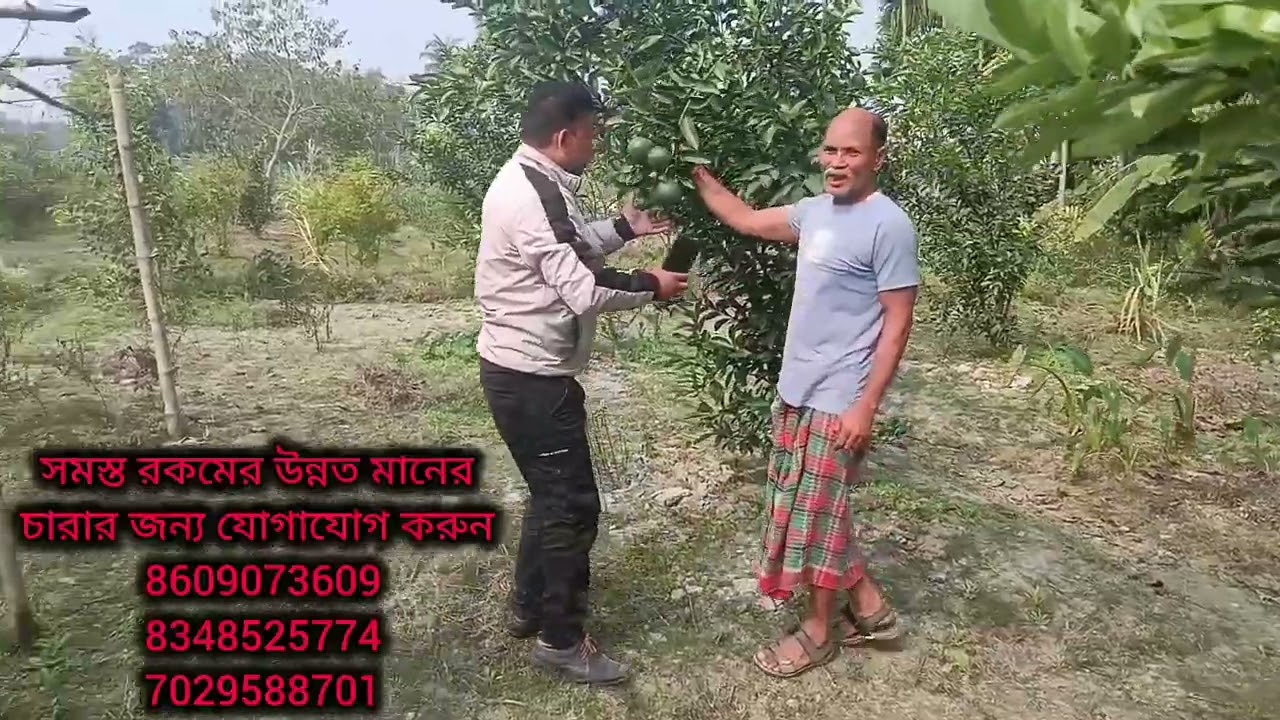 হাইব্রিড প্লান্টটেশন  যোগাযোগ করুন 🎋🎋