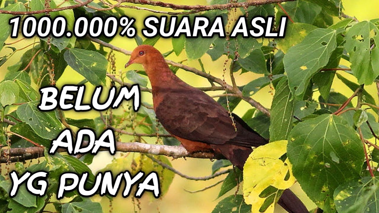 1000% ASLI SUARA PIKAT BURUNG UNCAL MERAH || Paling Ampuh