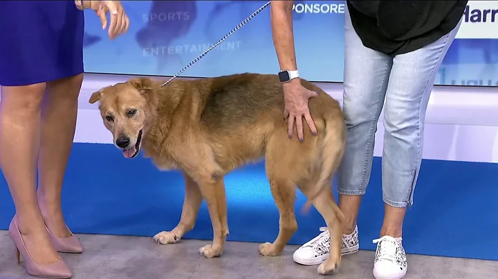 Pet Project: Meet Carol Ann
