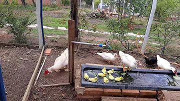 Como você acha que um ovo de cisne foi parar no ninho da pata?