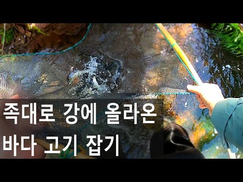 강에서 <strong>바다고기</strong> 족대로 잡기