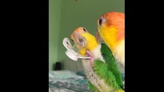 Cute Parrots Playing With A Baby Pacifier