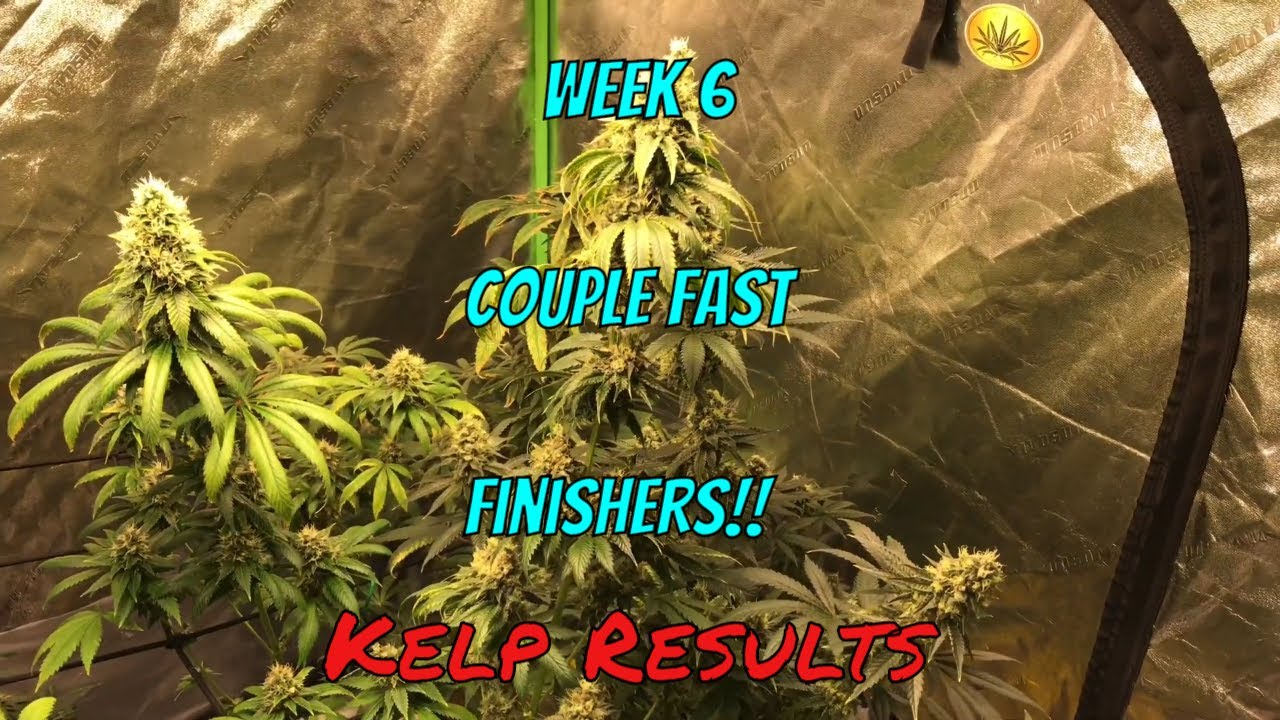 Organic Cannabis - Week 6 Couple Fast Finishers. Thanks Kelp!