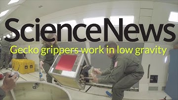 Robotic gecko grippers work in low gravity | Science News
