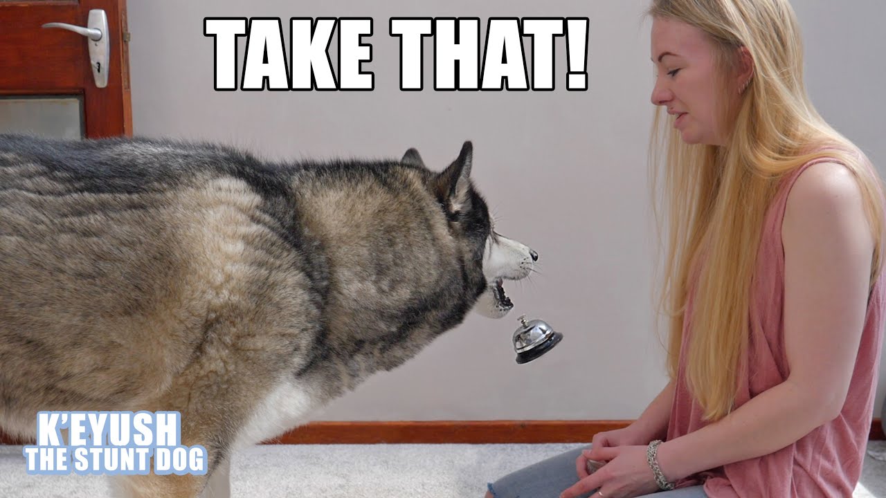Ring The Bell For a Treat? My Husky THROWS it At ME! YouTube