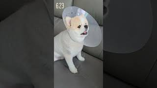 제주 vlog 1일1식 다이어트 시작 #브이로그 #맛집 #강아지