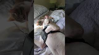 Pit Bull Vs 3 Month Old Kitten