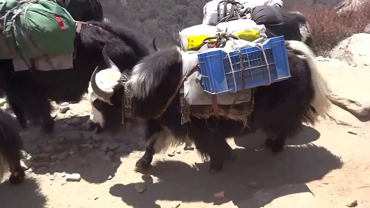 Tough life of Yaks on steep trails of Himalayas
