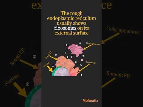 Video: Da li su ribozomi organela?