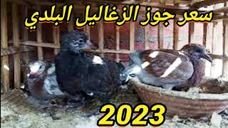 سعر جوز الزغاليل البلدي 2023