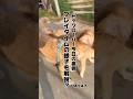 プレイタイムの様子を解説?