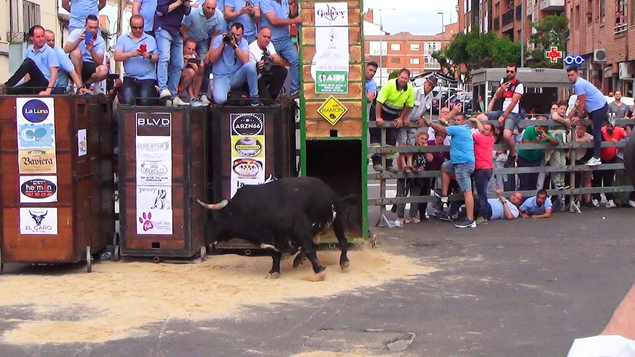 Medina del campo 2022 Toro de la feria, Capea - YouTube