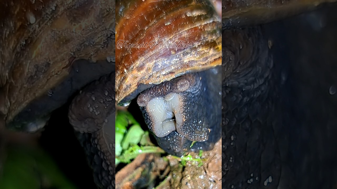 SNAIL monster 😱😱😂😂 | Tropical Forest Bees