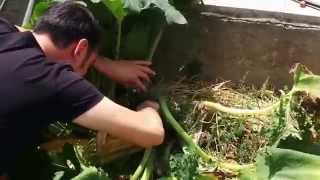 Balcon Orto - Prendere semi delle zucchine