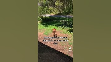 Thumbnail of Skinwalker Disguised As A Dog #shorts #ytshorts #viral #scary
