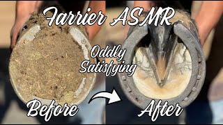 [4k] Farrier Asmr: Full Front Hoof Restoration-Oddly Satisfying